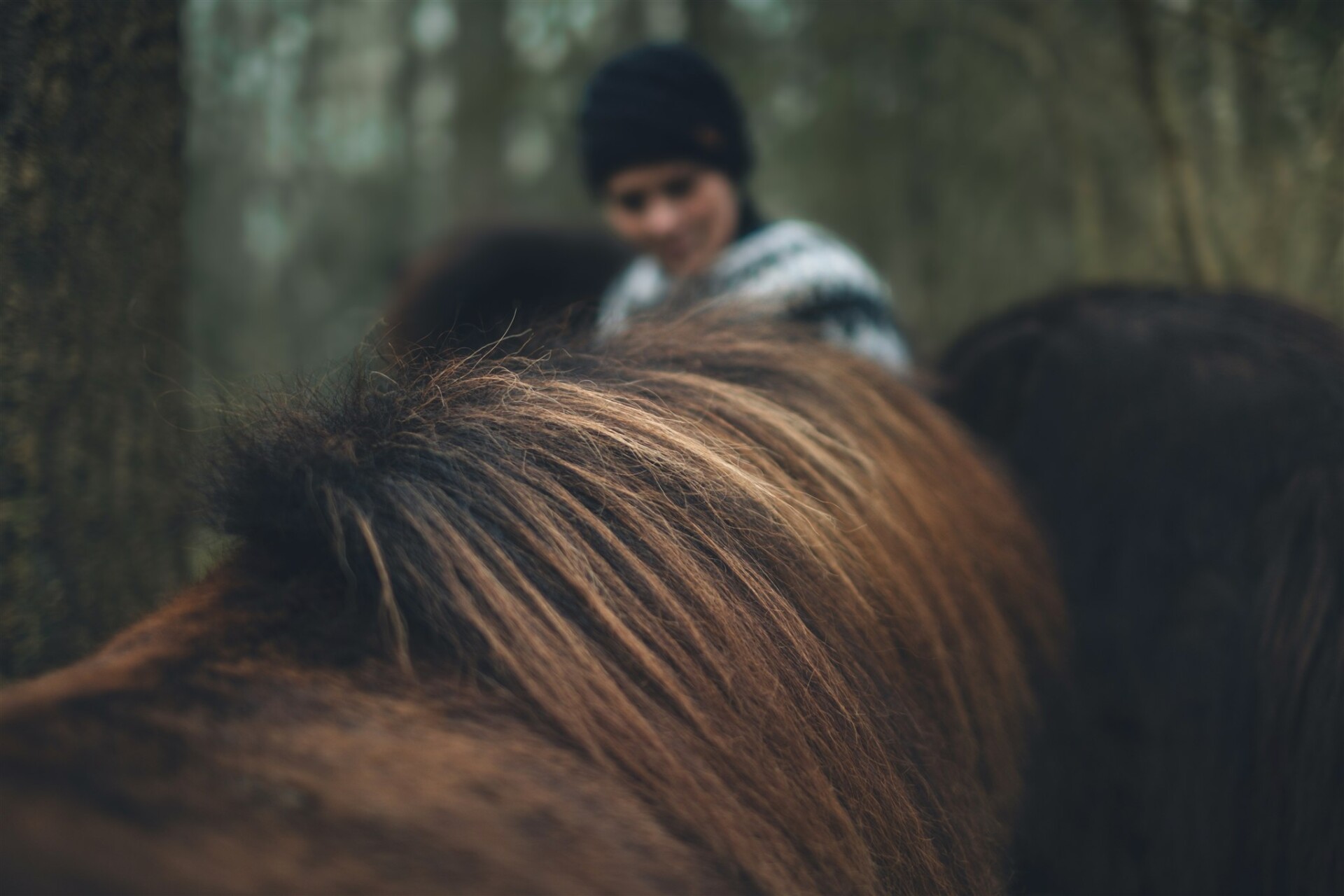 Jikke, Reisgenoten, Anne Kaere Fotografie, paardencaching, IJslanders